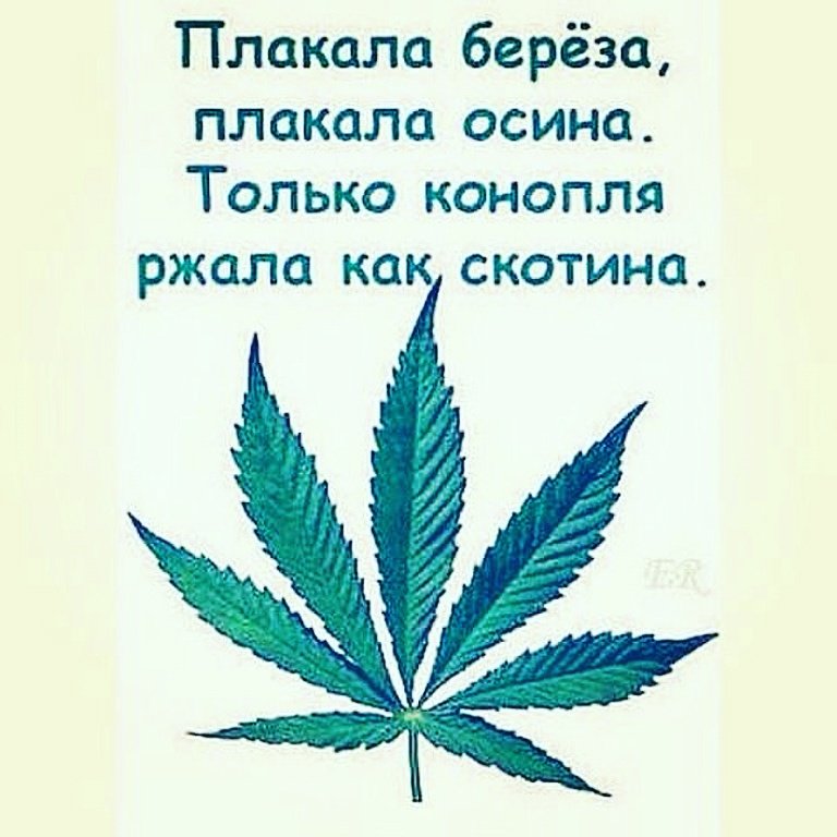 Береза загадка